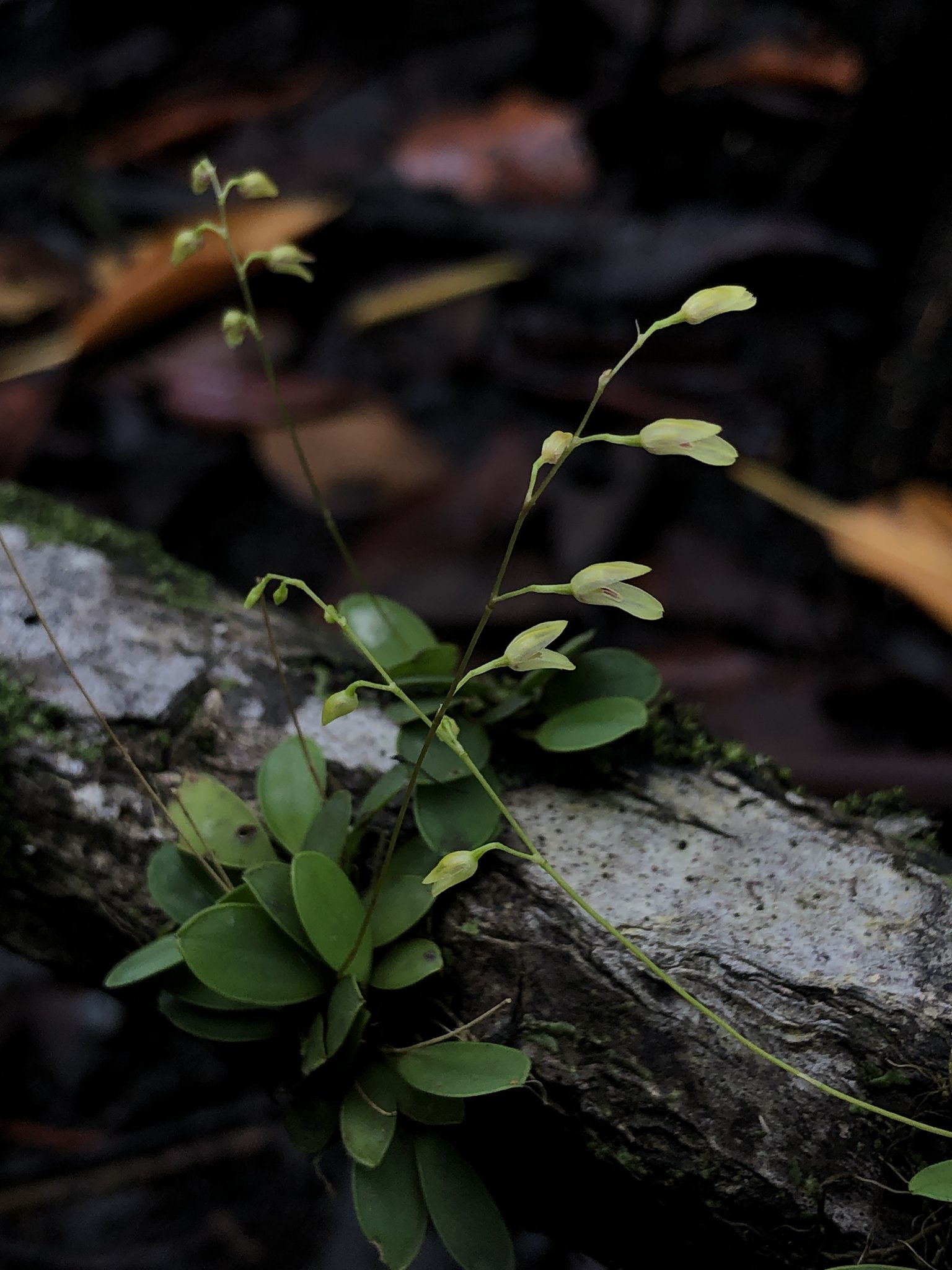 Specklinia grobyi